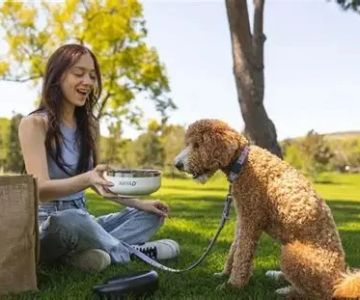 How to Help Your Pet Stay Comfortable During Hot Weather