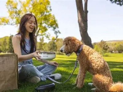 How to Help Your Pet Stay Comfortable During Hot Weather