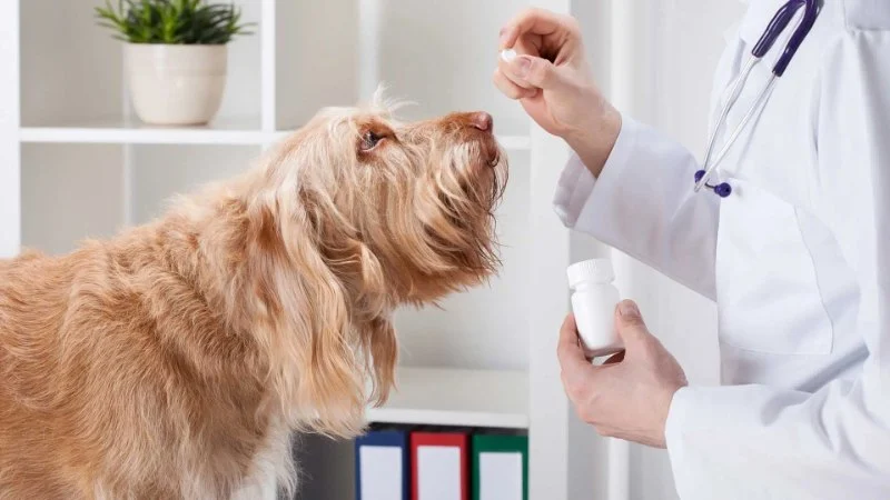 How to Safely Administer Medication to Your Pet