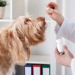 How to Safely Administer Medication to Your Pet