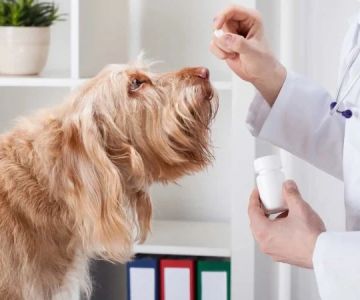 How to Safely Administer Medication to Your Pet
