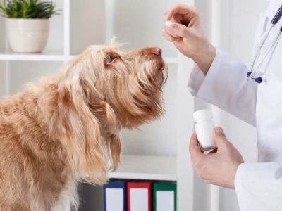 How to Safely Administer Medication to Your Pet