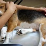 How to Spot and Treat Canine Hip Dysplasia