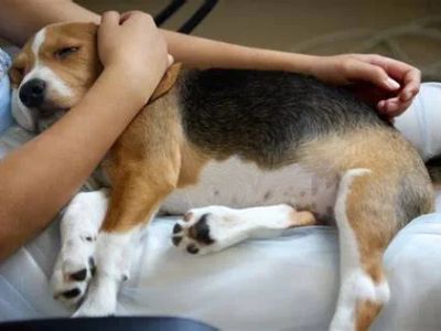 How to Spot and Treat Canine Hip Dysplasia