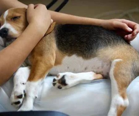 How to Spot and Treat Canine Hip Dysplasia