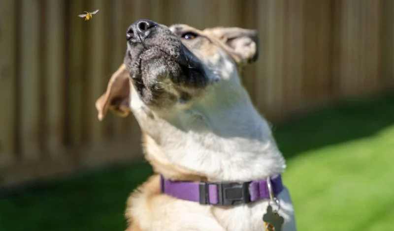 What to Do if Your Pet Is Stung by a Bee or Insect | Brothers Pets