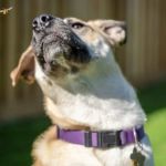 What to Do if Your Pet Is Stung by a Bee or Insect | Brothers Pets