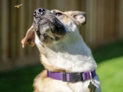 What to Do if Your Pet Is Stung by a Bee or Insect | Brothers Pets