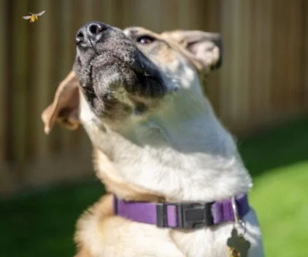 What to Do if Your Pet Is Stung by a Bee or Insect | Brothers Pets