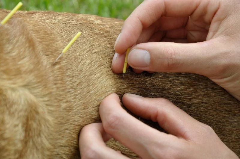Understanding the Benefits of Pet Acupuncture for Health and Healing