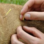 Understanding the Benefits of Pet Acupuncture for Health and Healing