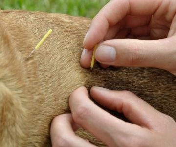 Understanding the Benefits of Pet Acupuncture for Health and Healing