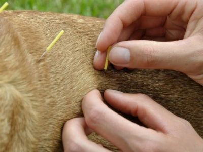 Understanding the Benefits of Pet Acupuncture for Health and Healing