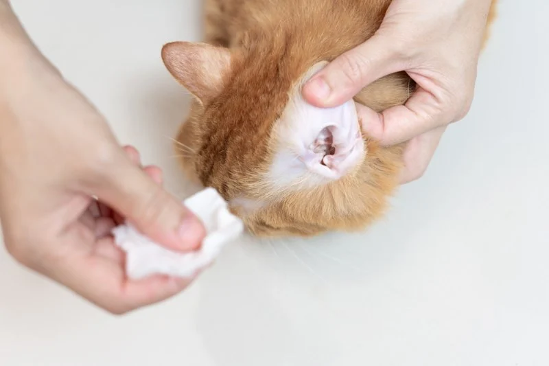How to Keep Your Pet’s Ears Clean and Healthy