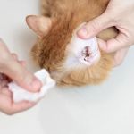 How to Keep Your Pet’s Ears Clean and Healthy