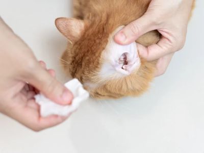 How to Keep Your Pet’s Ears Clean and Healthy