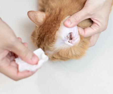 How to Keep Your Pet’s Ears Clean and Healthy