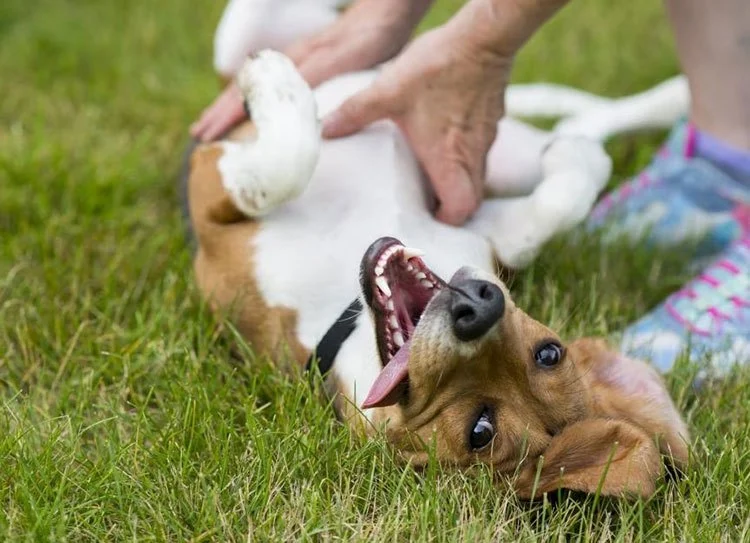 Spotting and Treating Gastric Issues in Pets: A Comprehensive Guide