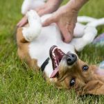 Spotting and Treating Gastric Issues in Pets: A Comprehensive Guide