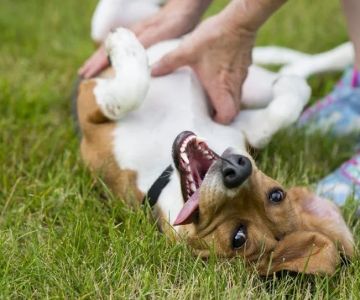 Spotting and Treating Gastric Issues in Pets: A Comprehensive Guide