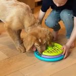 How to Choose the Best Pet Toys for Physical and Mental Stimulation