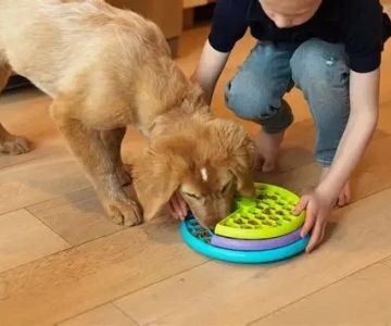 How to Choose the Best Pet Toys for Physical and Mental Stimulation