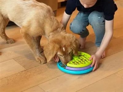 How to Choose the Best Pet Toys for Physical and Mental Stimulation