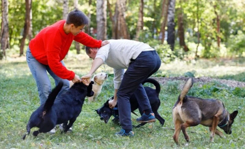 How to Deal with Pet Aggression Toward Other Animals Safely