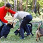 How to Deal with Pet Aggression Toward Other Animals Safely