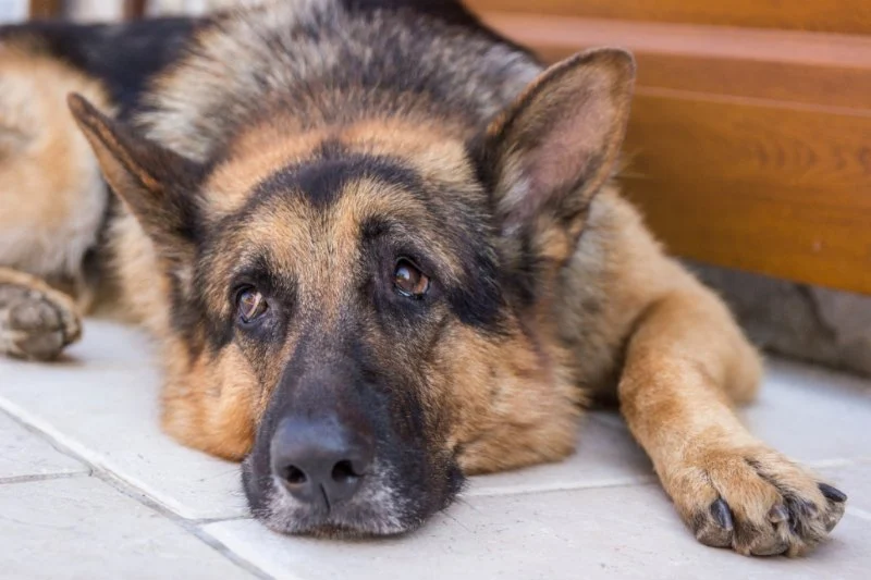 Dog Fibrotic Myopathy Symptoms in German Shepherds Explained