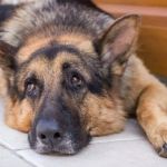 Dog Fibrotic Myopathy Symptoms in German Shepherds Explained