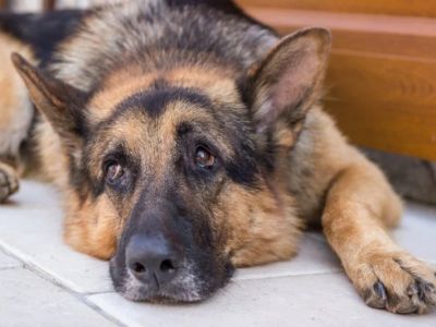 Dog Fibrotic Myopathy Symptoms in German Shepherds Explained