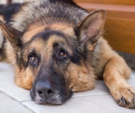 Dog Fibrotic Myopathy Symptoms in German Shepherds Explained