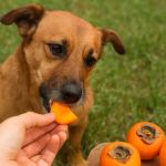 Can Dogs Eat Persimmons — Fruit Safety and Unripe Fruit Tannin Toxicity