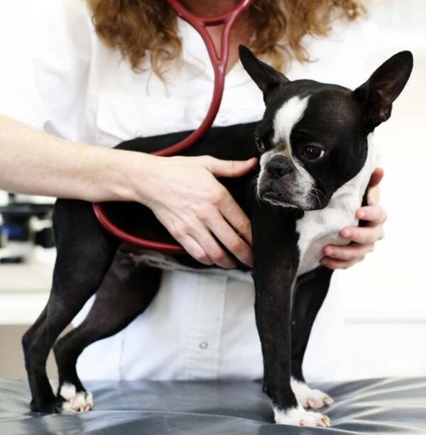 How to Tell If Your Dog Has Heart Disease — Coughing, Tiredness and Fainting Signs