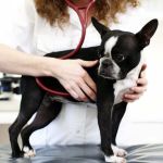 How to Tell If Your Dog Has Heart Disease — Coughing, Tiredness and Fainting Signs