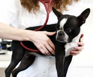 How to Tell If Your Dog Has Heart Disease — Coughing, Tiredness and Fainting Signs
