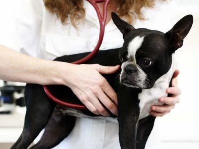 How to Tell If Your Dog Has Heart Disease — Coughing, Tiredness and Fainting Signs