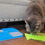 Best Cat Slow Feeders for Greedy Eaters: Puzzle Bowls and Mat Options Explained