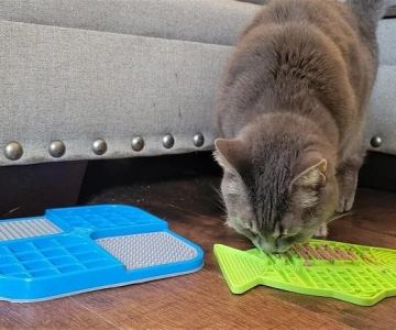 Best Cat Slow Feeders for Greedy Eaters: Puzzle Bowls and Mat Options Explained