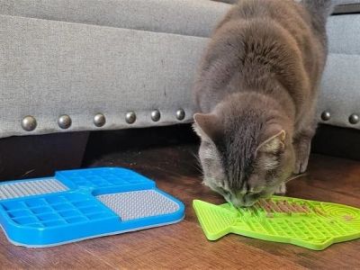 Best Cat Slow Feeders for Greedy Eaters: Puzzle Bowls and Mat Options Explained