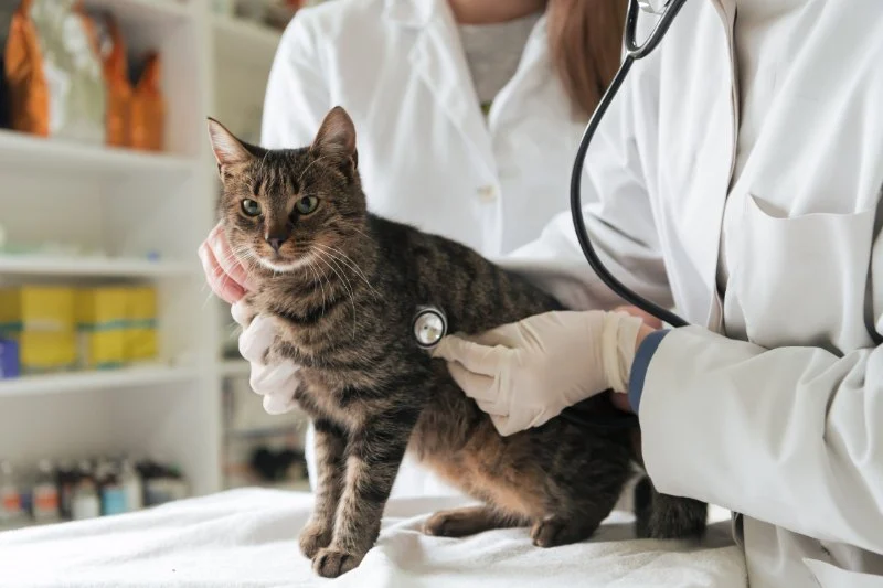 How to Spot and Treat Feline Hyperthyroidism for Healthy Cats