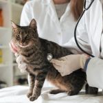 How to Spot and Treat Feline Hyperthyroidism for Healthy Cats