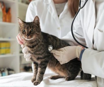 How to Spot and Treat Feline Hyperthyroidism for Healthy Cats