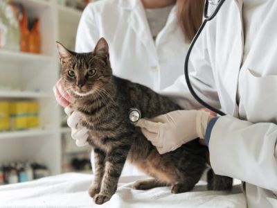 How to Spot and Treat Feline Hyperthyroidism for Healthy Cats
