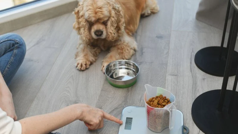 How to Help Your Pet Maintain a Healthy Weight as They Age