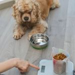 How to Help Your Pet Maintain a Healthy Weight as They Age