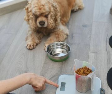 How to Help Your Pet Maintain a Healthy Weight as They Age