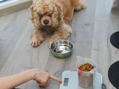 How to Help Your Pet Maintain a Healthy Weight as They Age