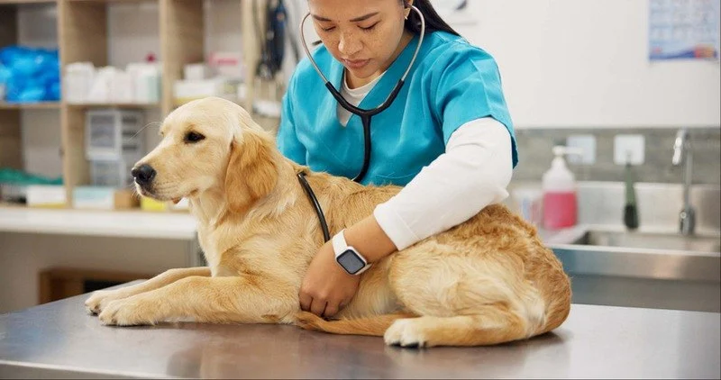 How to Manage Your Pet’s Health with Regular Monitoring Effectively
